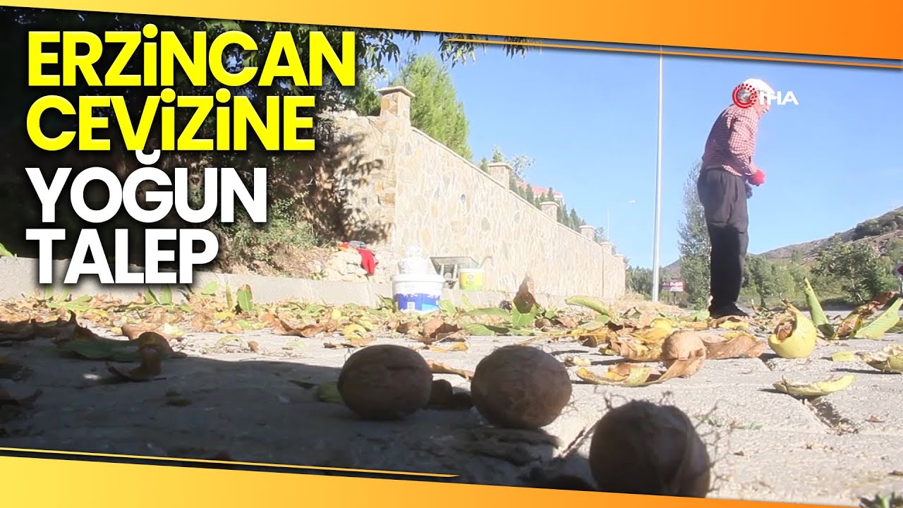 Erzincan’da Ceviz Hasadı Başladı