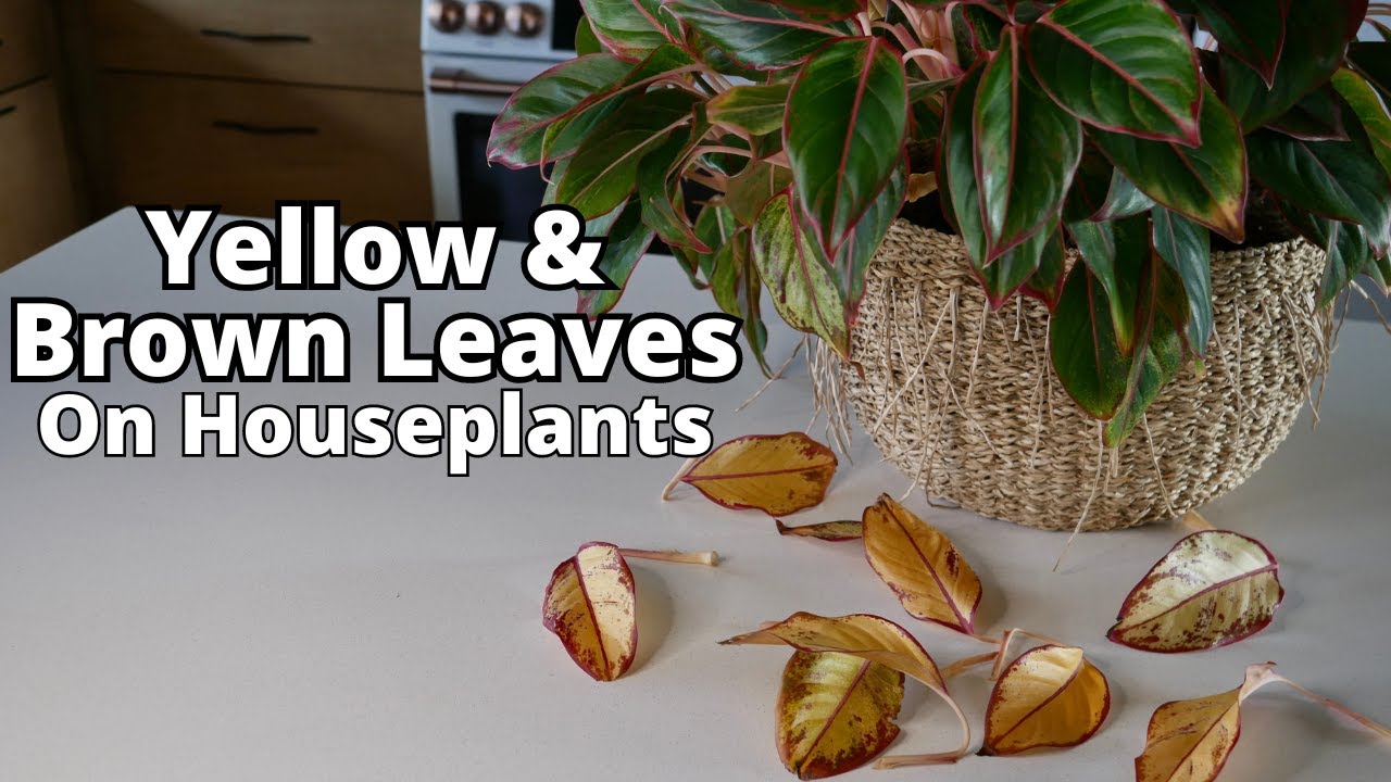 HOUSEPLANT BASICS: What To Do With Dead & Dying Leaves