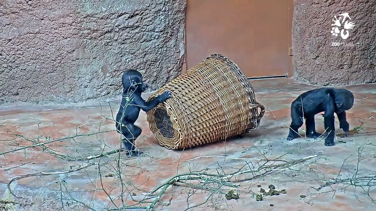 Gorilí samičky Mobi a Gaia při hrách s proutěným košem
