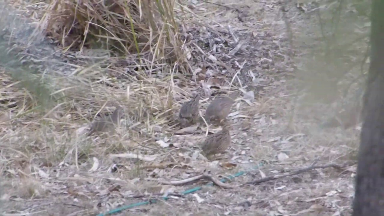 The Australian Brown Quail (Coturnix ypsilophora)