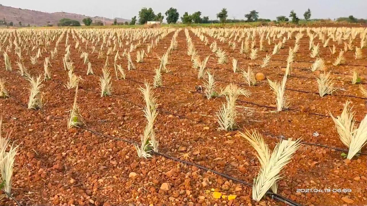 Banana crop management # G9 variety