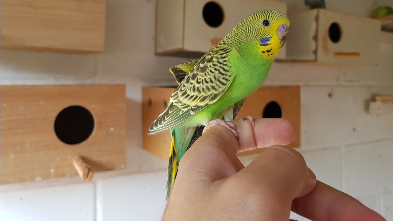 Todos os periquitos australianos e viveiro novo