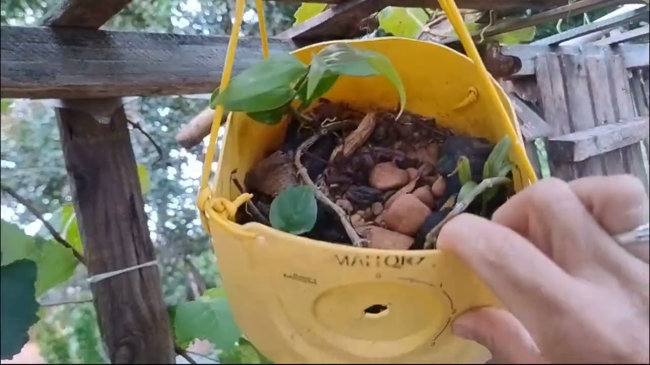 Como eu faço o replante de rosas [] 
