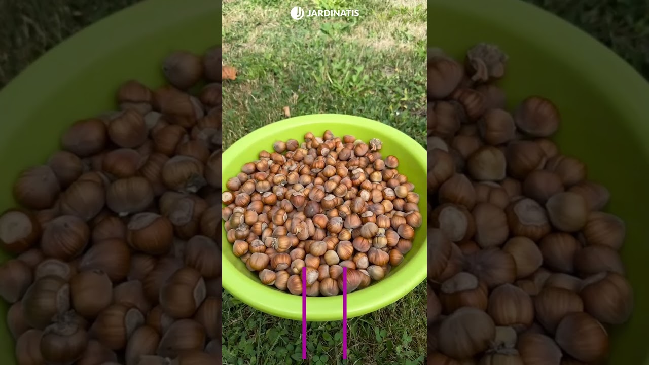 &iquest;Hab&eacute;is comenzado a recoger avellanas?​ // Jardinatis