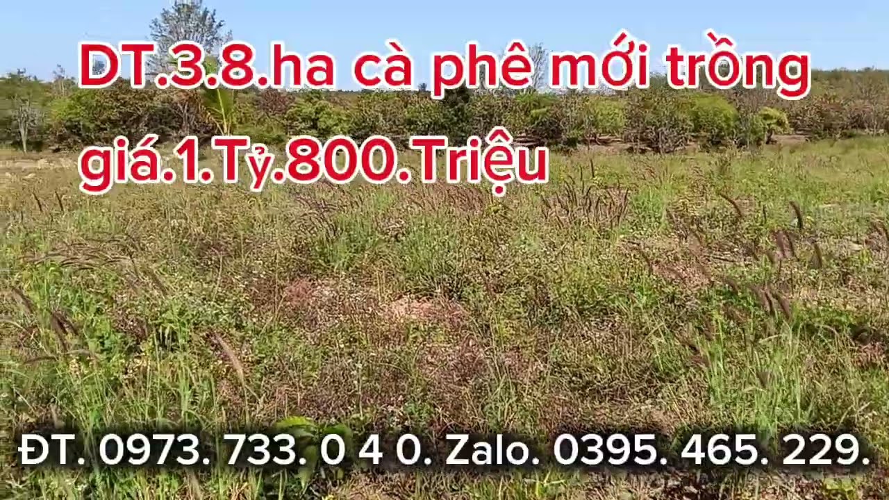 Chủ cần sang nhượng. 3,8 ha cà phê mới trồng. Giá.1.Tỷ800.Triệu