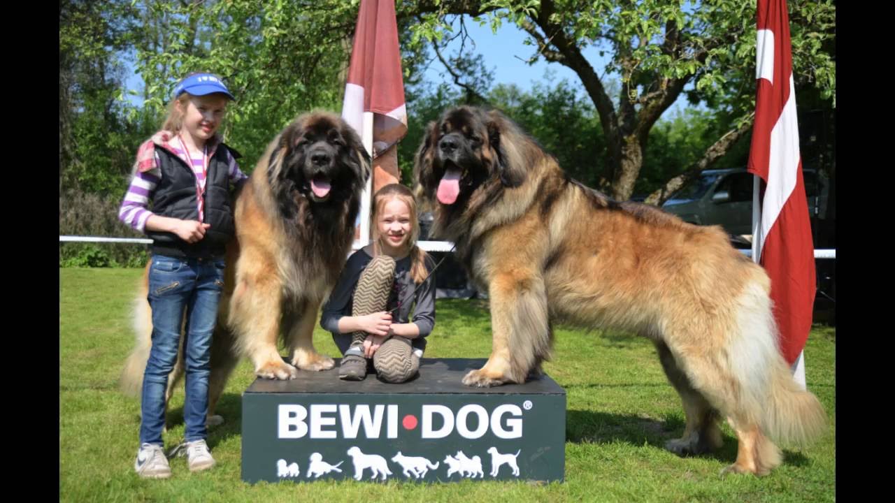 GOLDEN LEONBERGER 2016 HANDLING- 