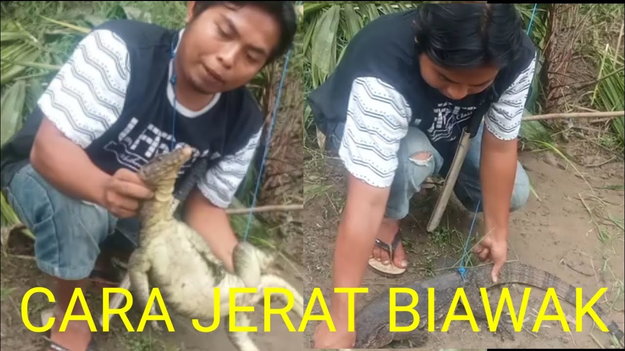 CARA JERAT BIAWAK