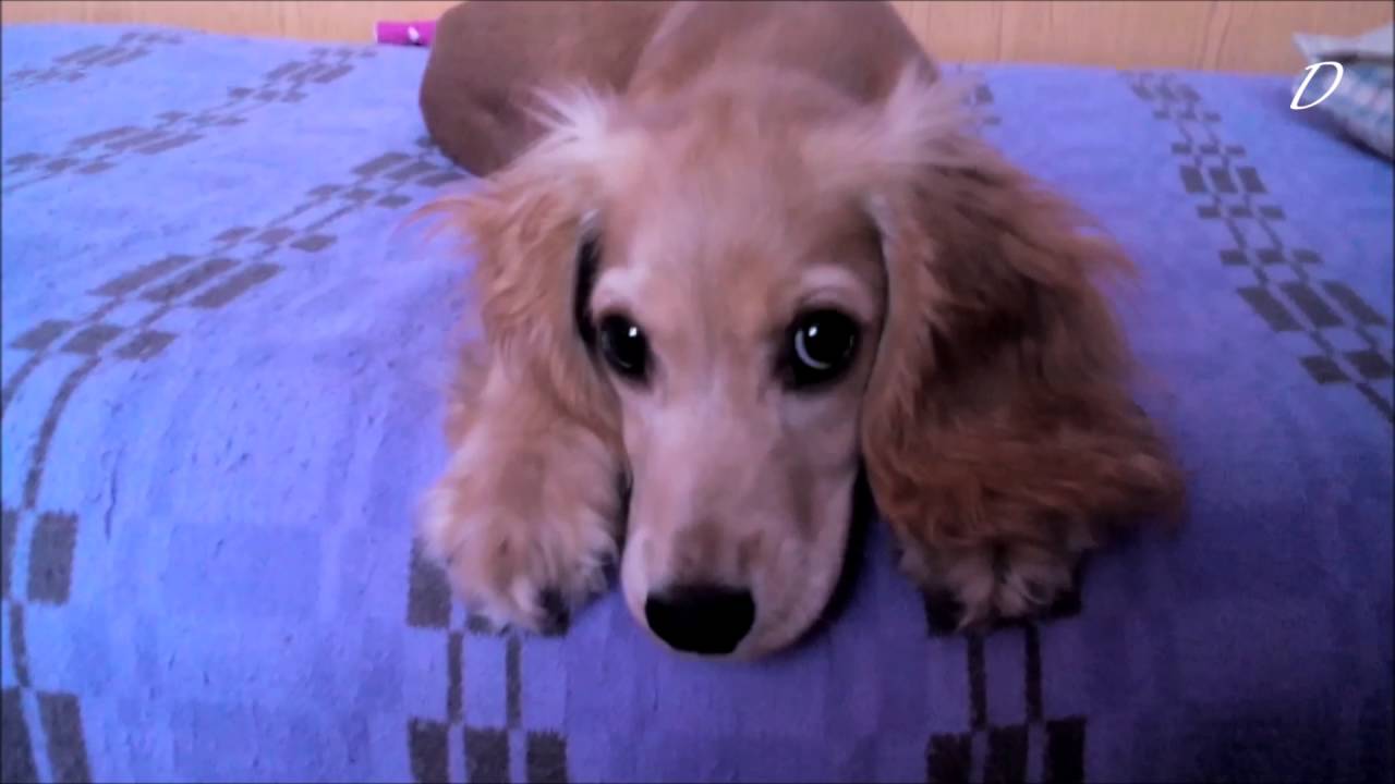 Sweet Cocker Spaniel Кокер Шпаньол