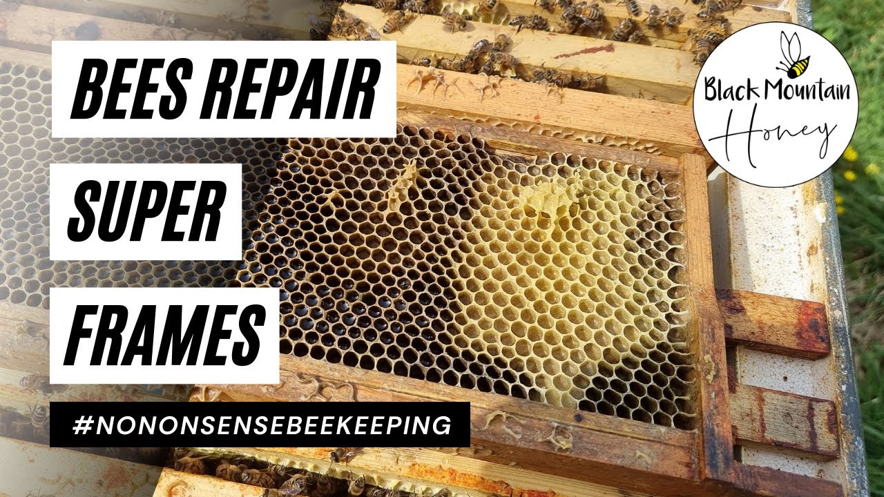Bees Repair Super Frames - Damaged Frames Repaired in One Week!