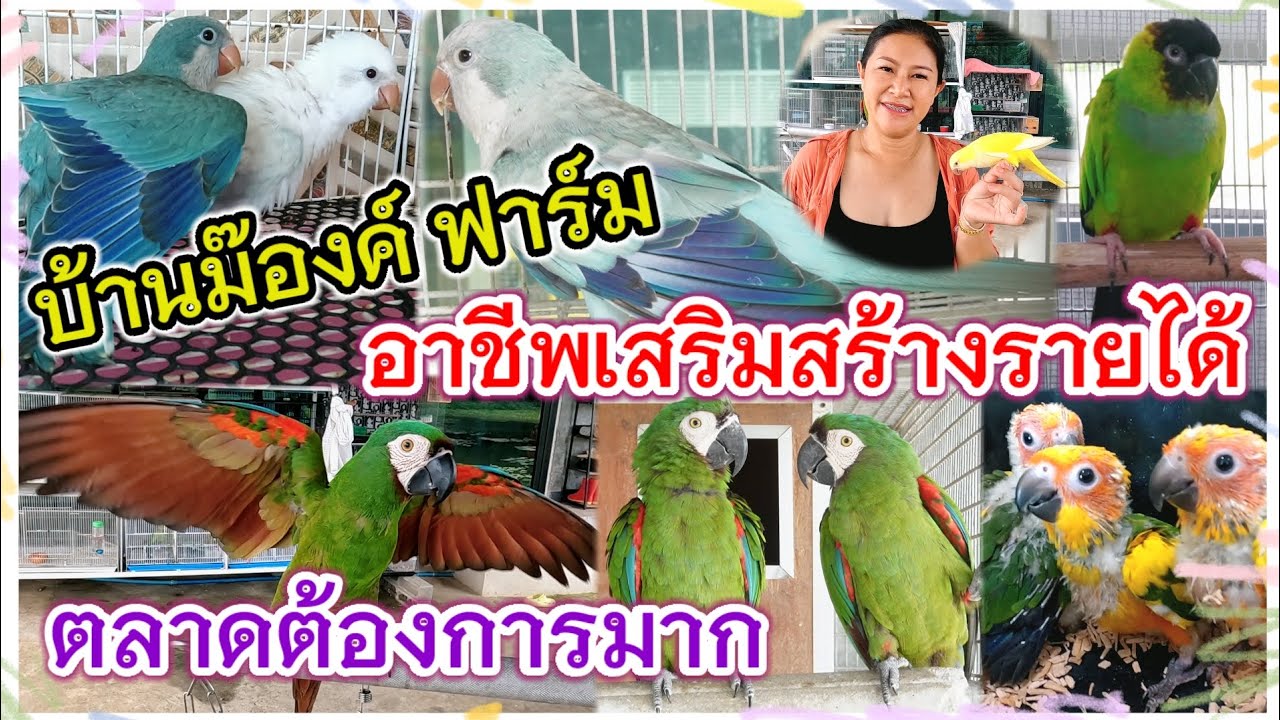 เลี้ยงจากรัก สู่อาชีพเสริมที่สร้างรายได้ บ้านม๊องค์ ฟาร์ม บางเลน นครปฐม จัดส่งได้