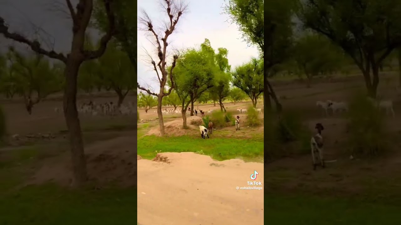 xplore nature desi living 