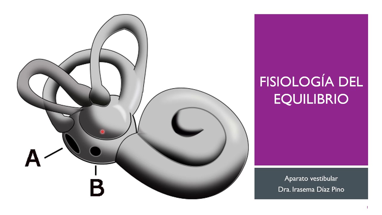 Aparato Vestibular - Fisiología del equilibrio