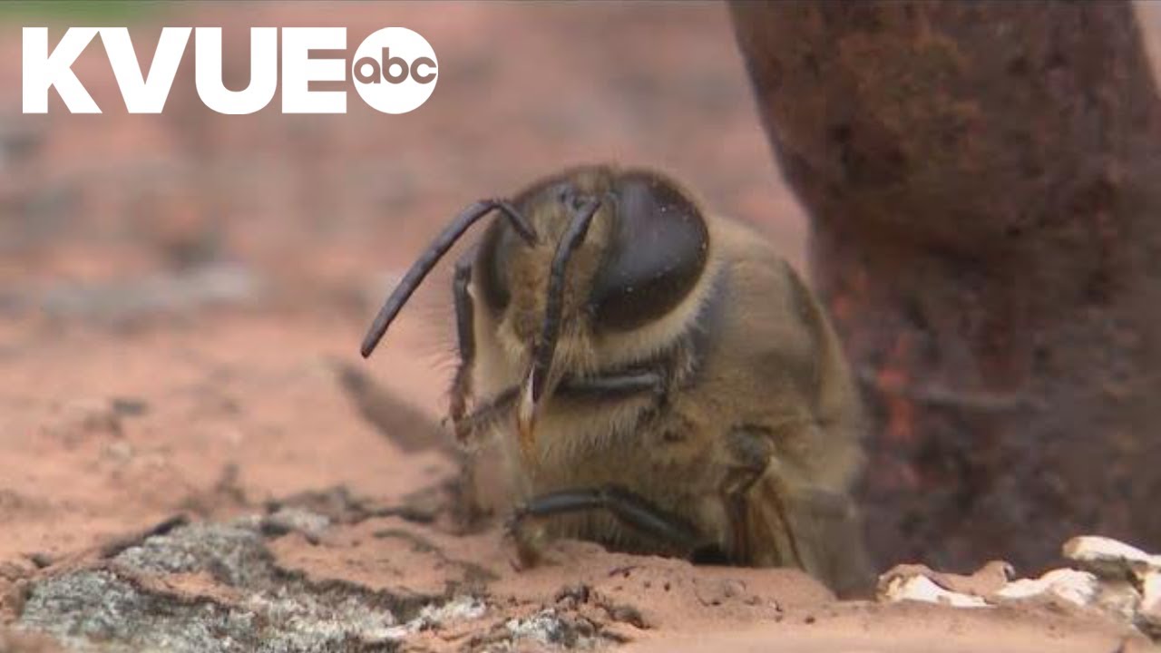 Bee attack kills family of dogs in Houston