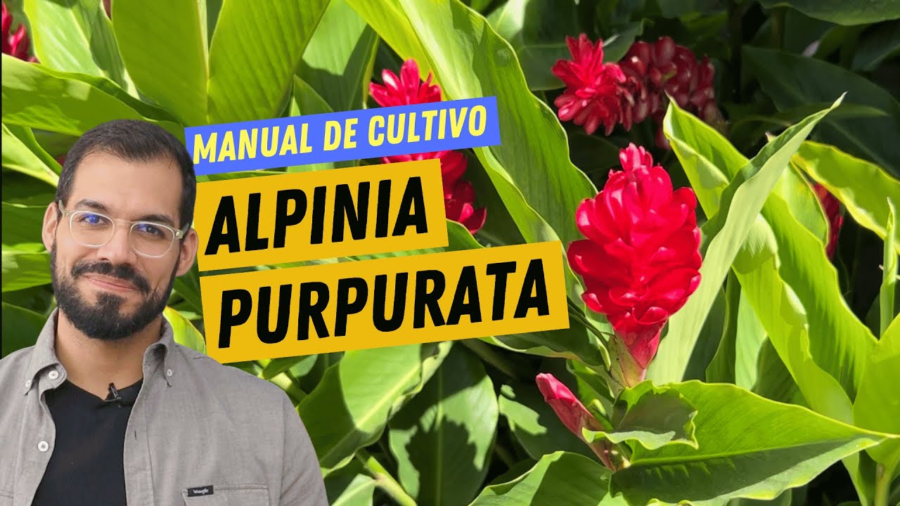 ALPINIA PURPURATA: Plantio, adubação, poda e controle de pragas