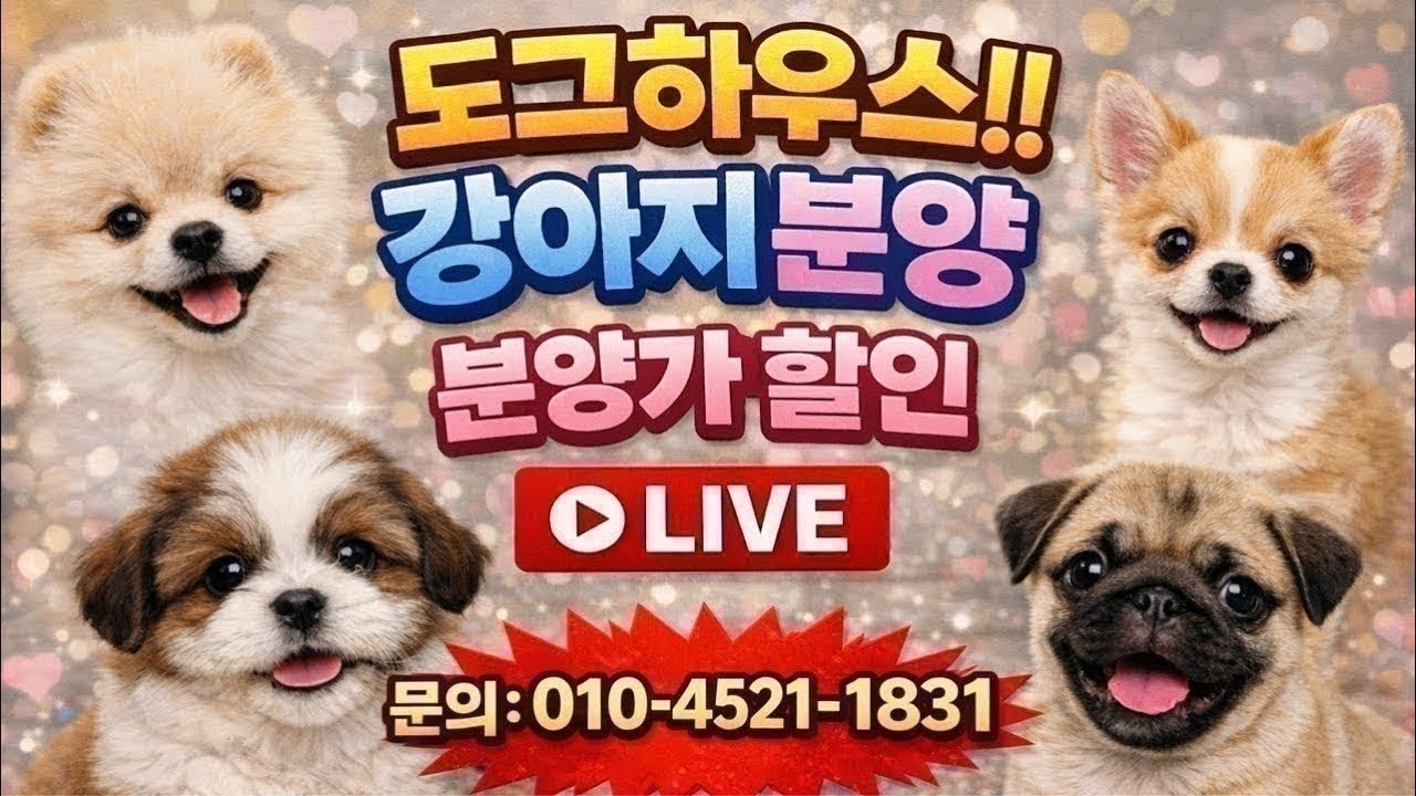 강아지분양💟분양가 할인💟전국어디든분양가능💟실시간 라이브 상담💟