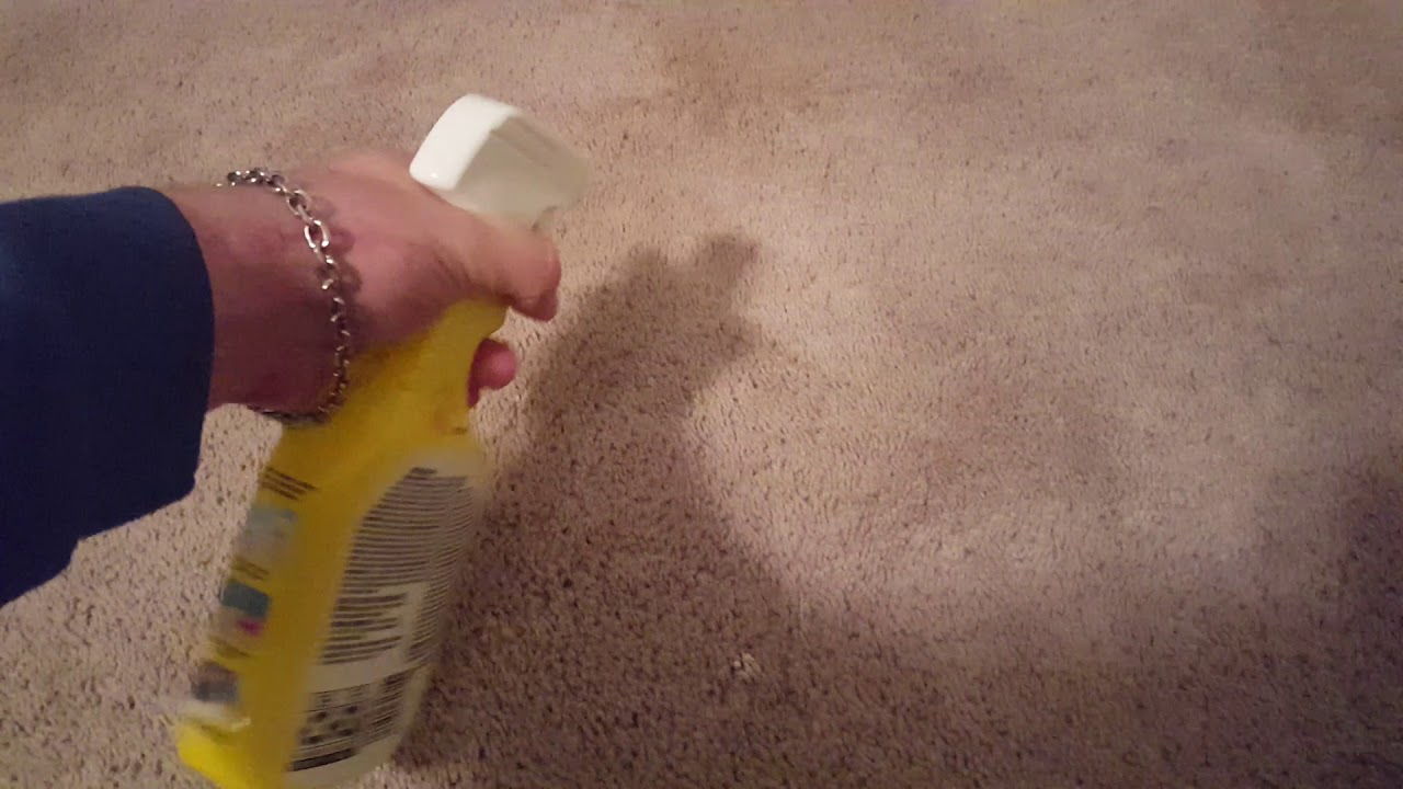 Clorox pet urine remover! IT REALLY WORKS!