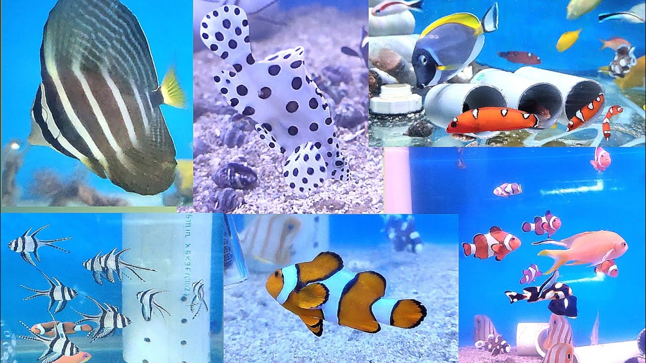 Marine Fish Stock With Price Update In ARK Aquatics Delhi | Saltwater Fish Price/ Fish Aquarium Shop