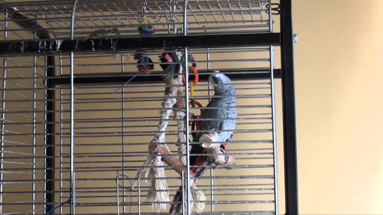 Professzor &Uacute;r, a j&aacute;k&oacute; papag&aacute;j, besz&eacute;l