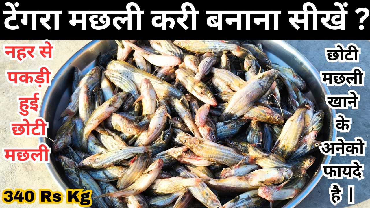 टेंगरा मछली मेरे तरीके से बनाएंगे तो उंगलियां चाट चाट कर खायेंगे | Tengra Fish |Tengra Machli Recipe