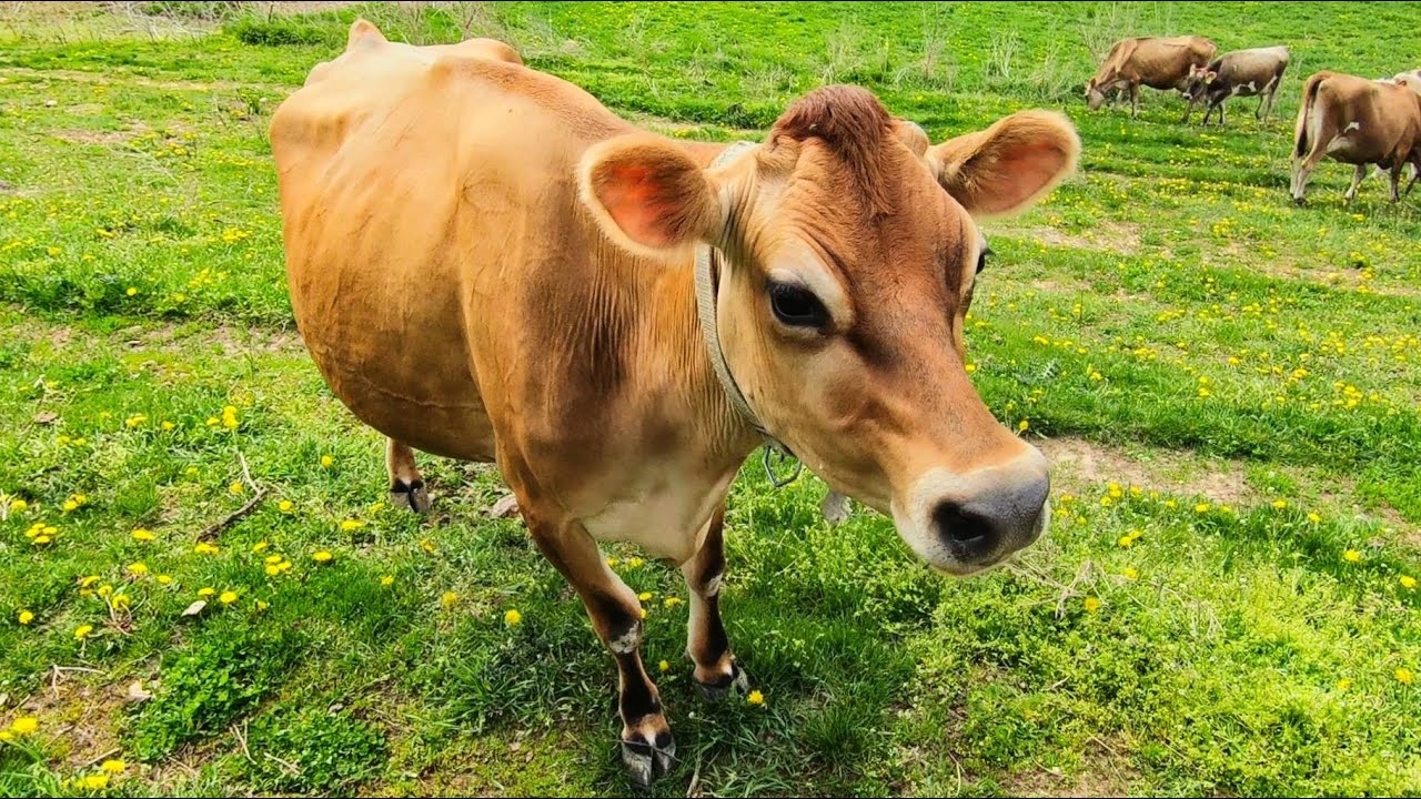 Letting the cows out to pasture for the first time in 2021!