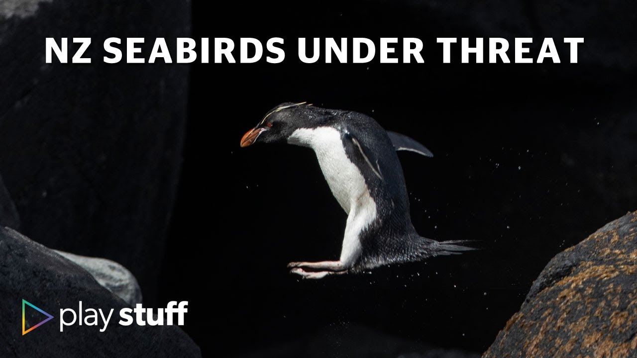 NZ's unique seabirds on edge of survival | This Is How It Ends (Part 1) | Stuff.co.nz