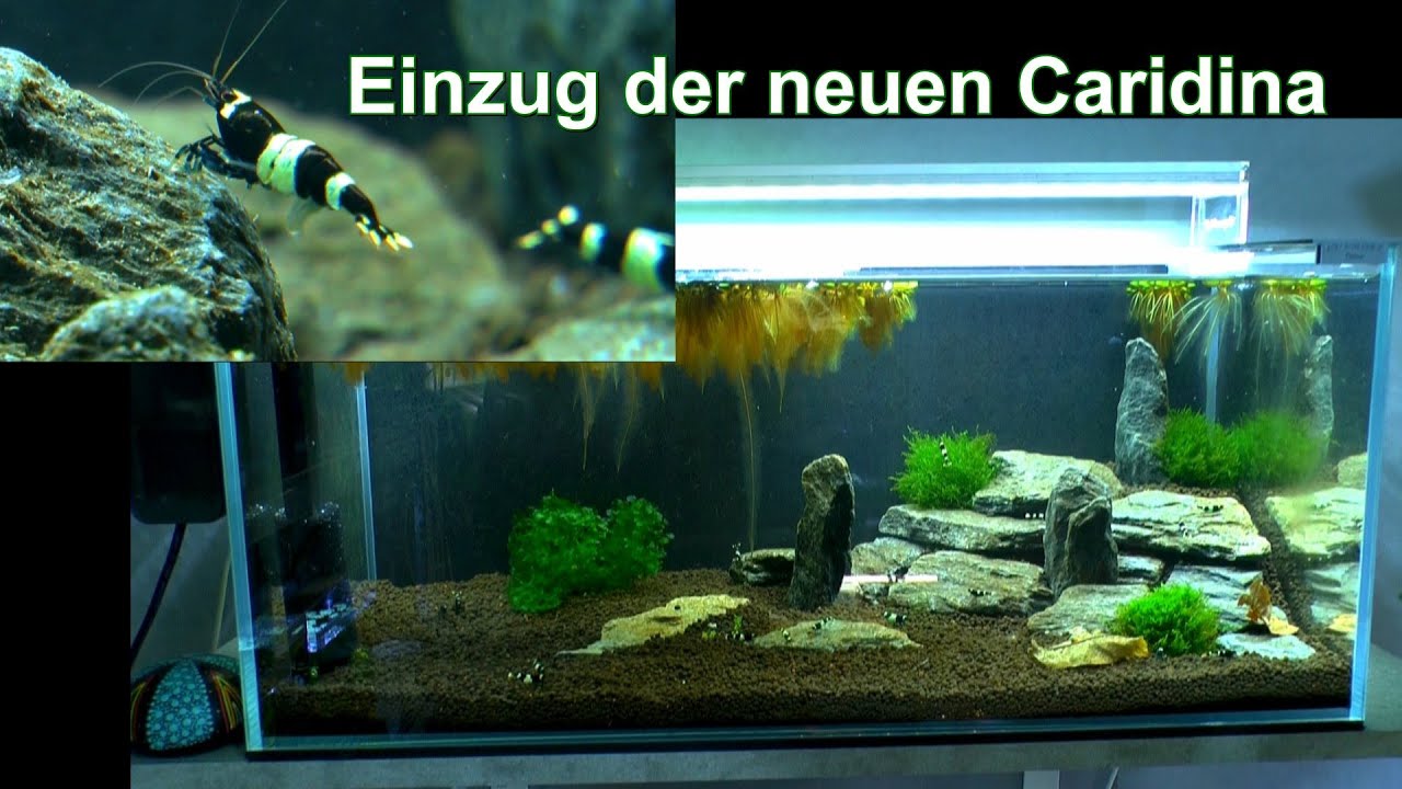 Caridina Panda. Der Umzug der Garnelen in ein neues Aquarium und andere Geschichten im Film