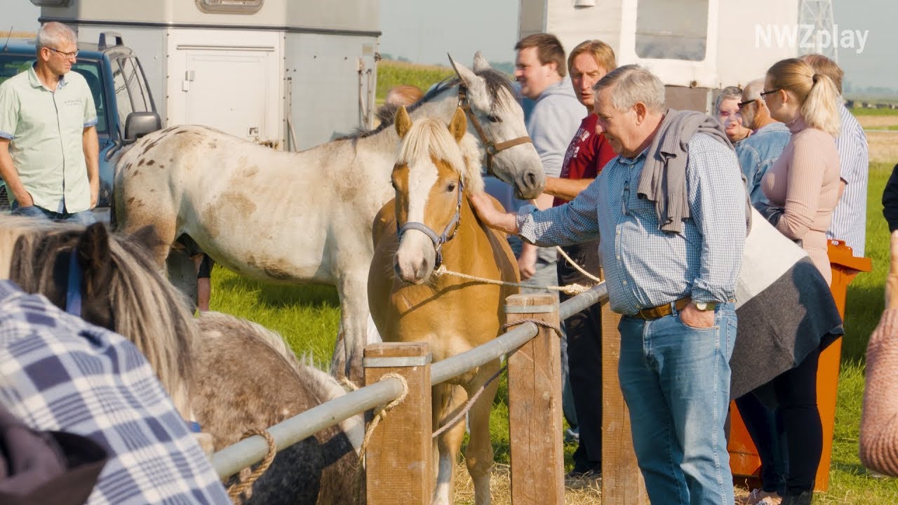 Hauke unterwegs auf dem Ovelgönner Pferdemarkt