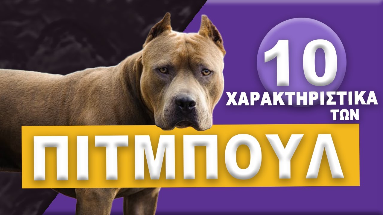 ΠΙΤΜΠΟΥΛ - 10 Χαρακτηριστικά των Pitbull!