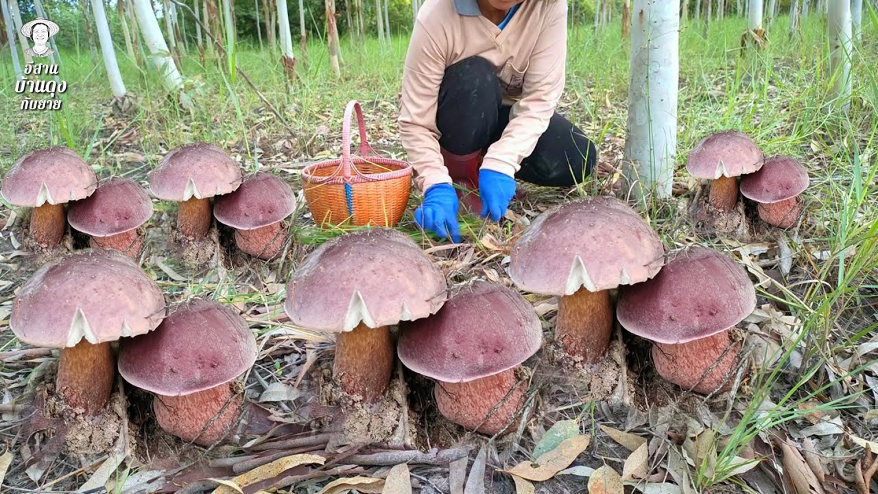 เก็บเห็ดผึ้งขม 10 กรกฎาคม 2566
