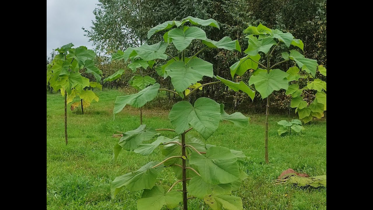 Paulownia - 660 cm w dwa lata.