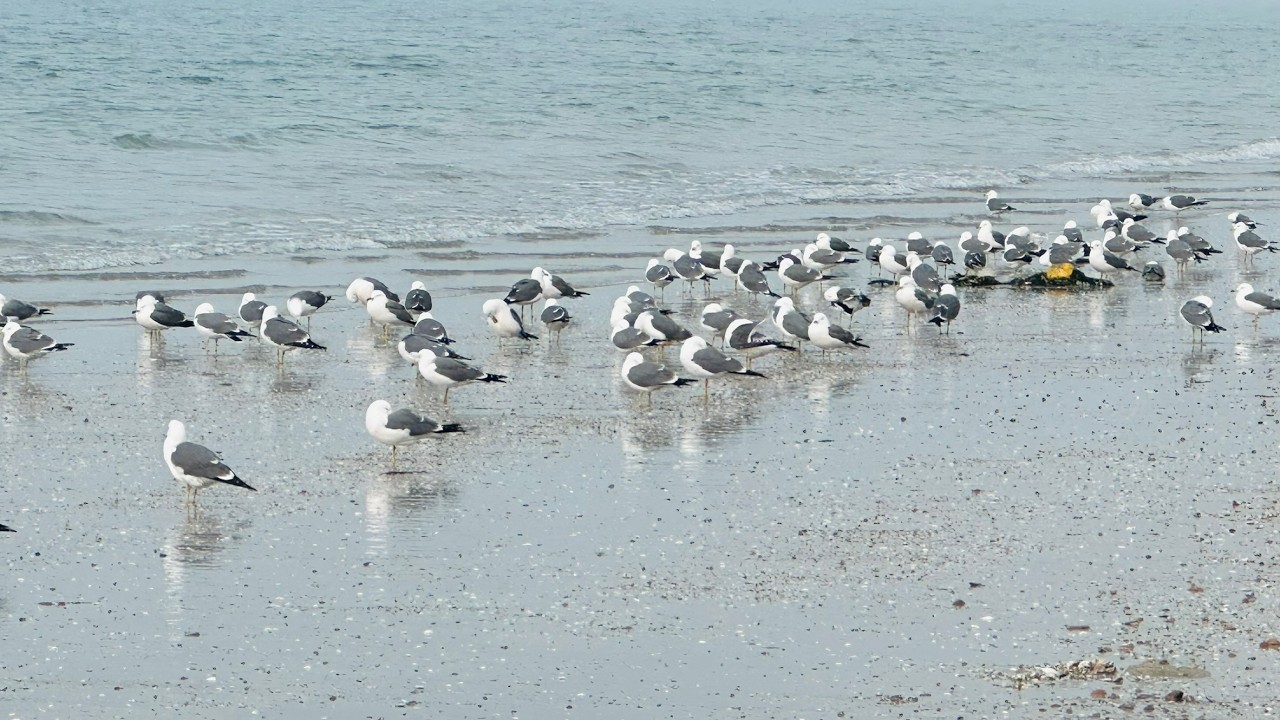 매바위 인근에 서식하는 괭이갈매기