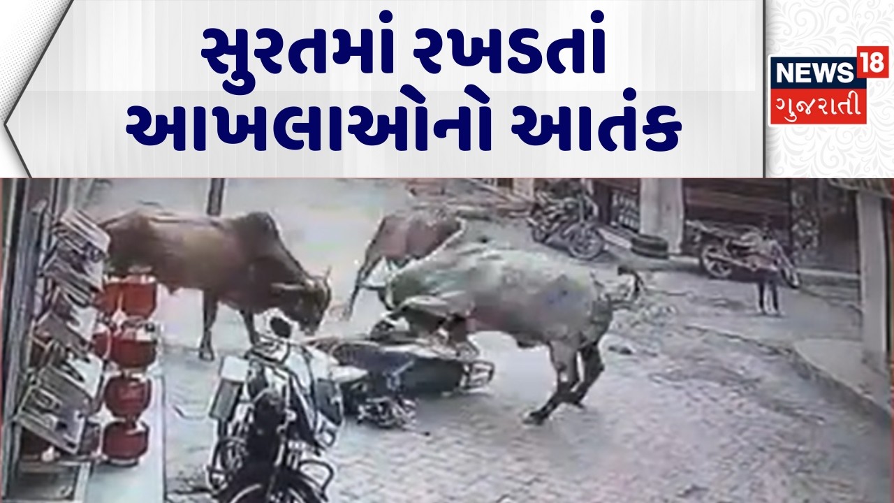 Surat Stray Cattle | સુરતમાં રખડતાં આખલાઓનો આતંક | SMC | Surat Municipal Corporation | Gujarati News