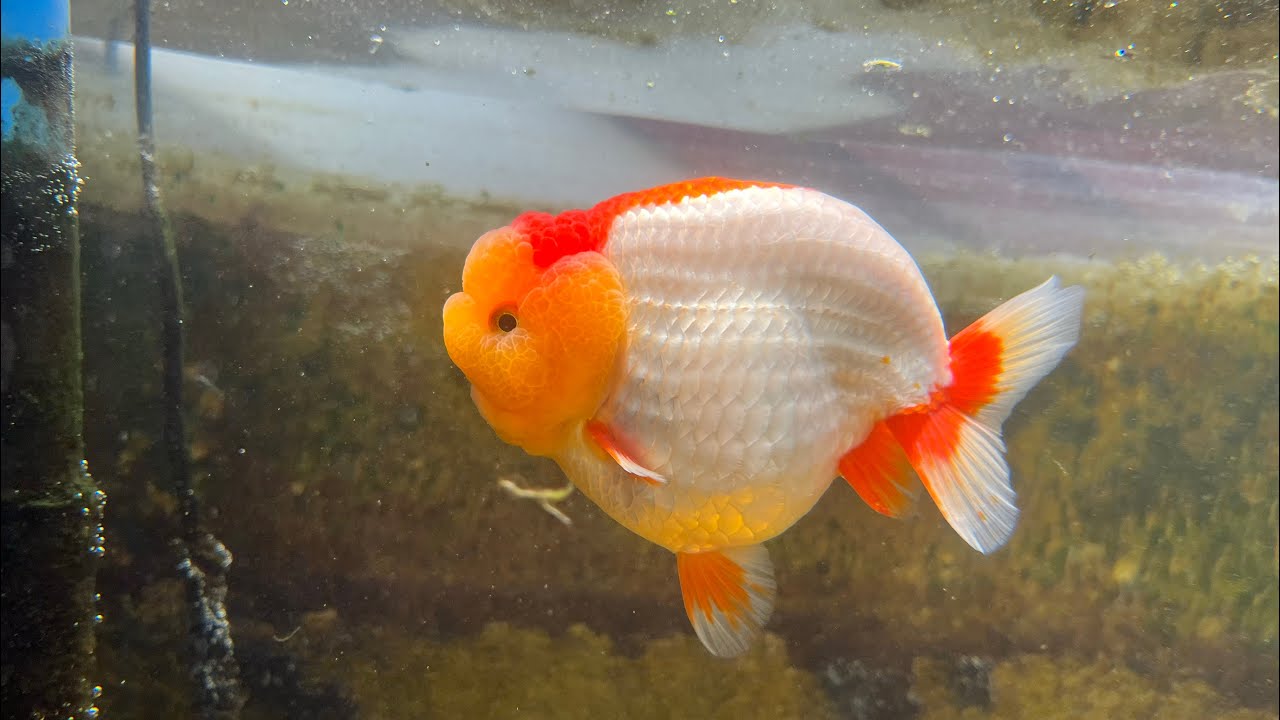 Award Winning Grooming tips for your GoldFish