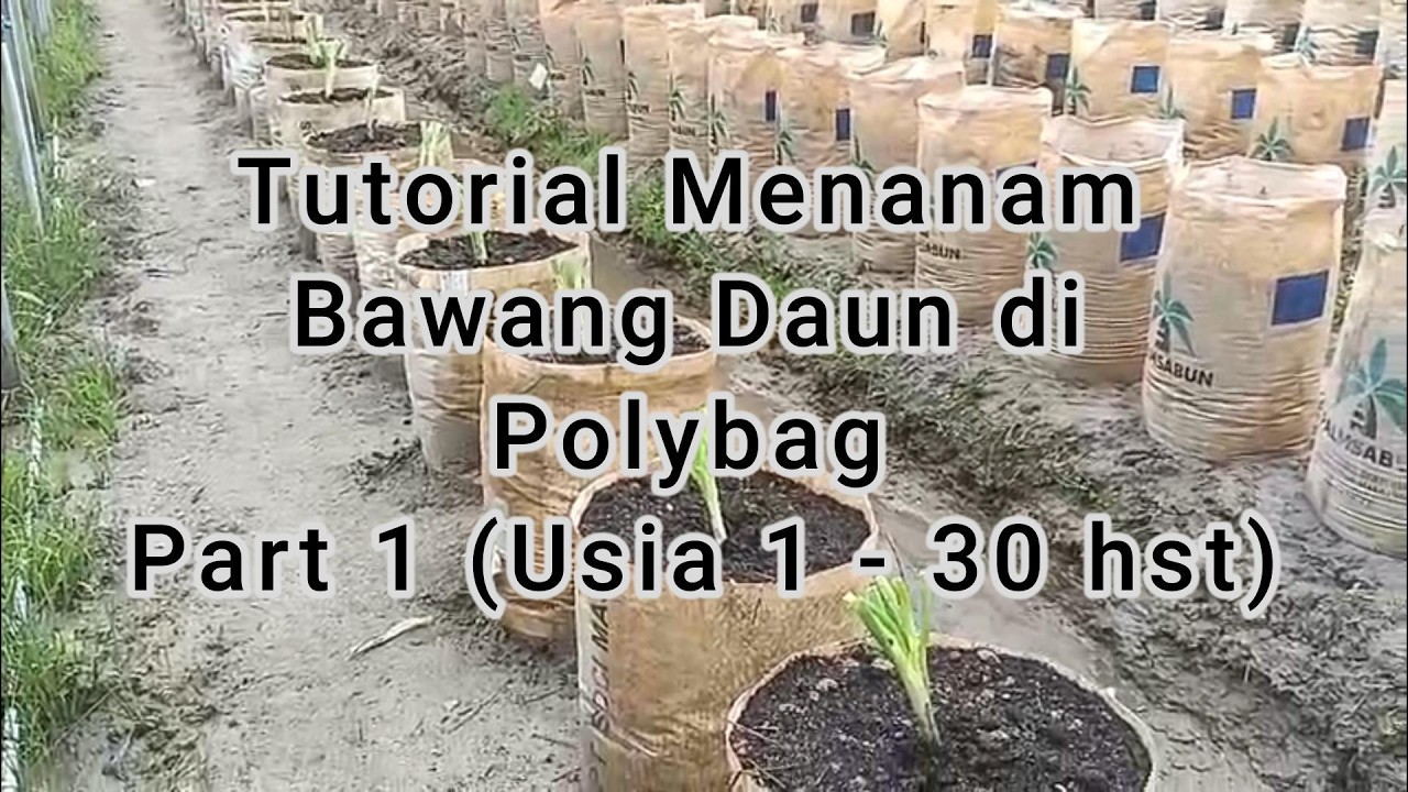 Tutorial Menanam Bawang Daun di Polybag Part 1 (Usia 1 - 30 hst)-Thumbnail