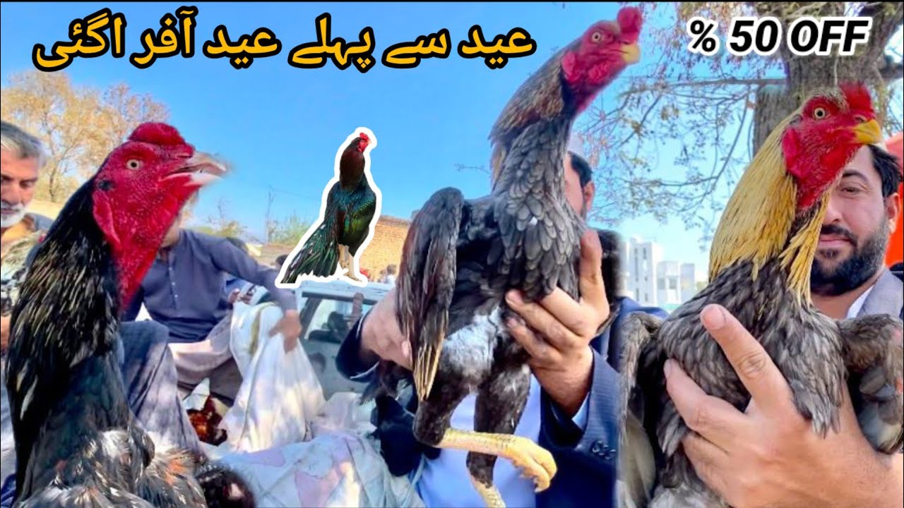 Eid sy pahly Eid offer Aagyi|Murga mandi|sasti aseel murga mandi|cheap rates|