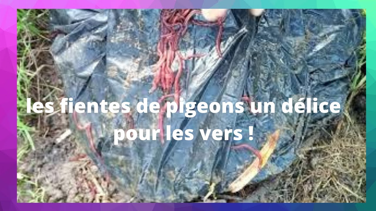 les fientes de pigeons pour le potager