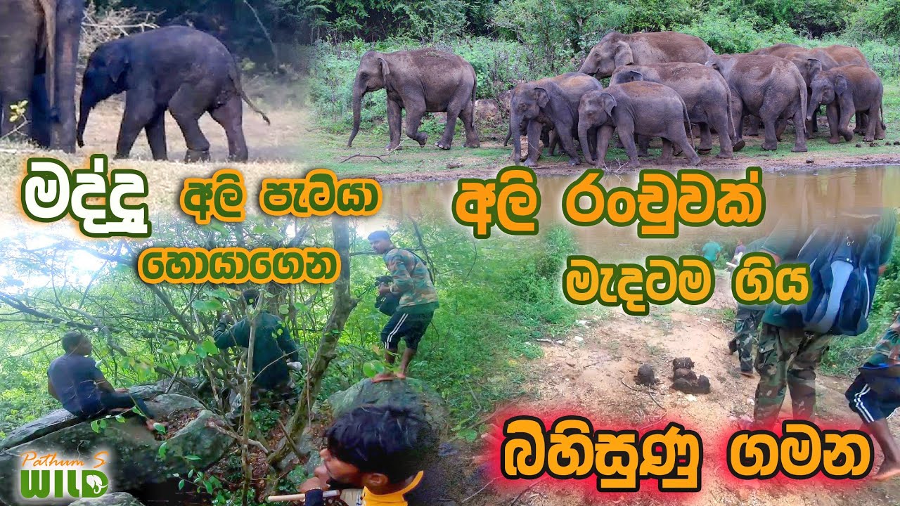 මද්ද වැටුනු මද්දු අලි පැටියා සොයාගෙන අලි රංචුවක් මැදටම ගිය බිහිසුණු ගමන | PathumS WILD