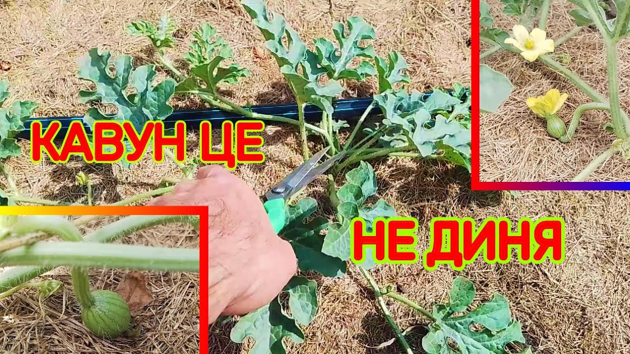 Як змусити Кавуни дати Найкращий Урожай! Формування баштану