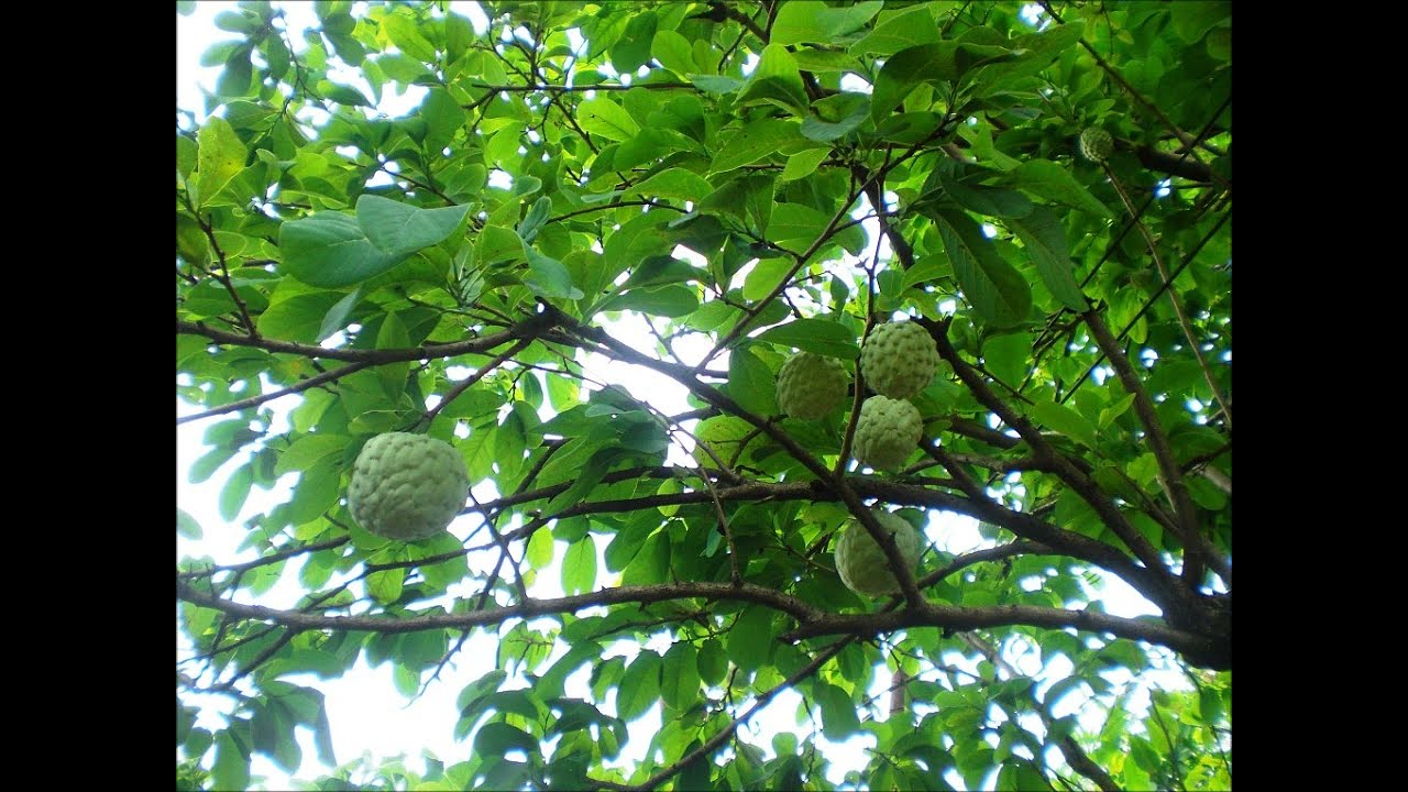 lagrimas de despedida,los vengadores del ritmo ,musica para bailar en el rancho-Temas inolvidables
