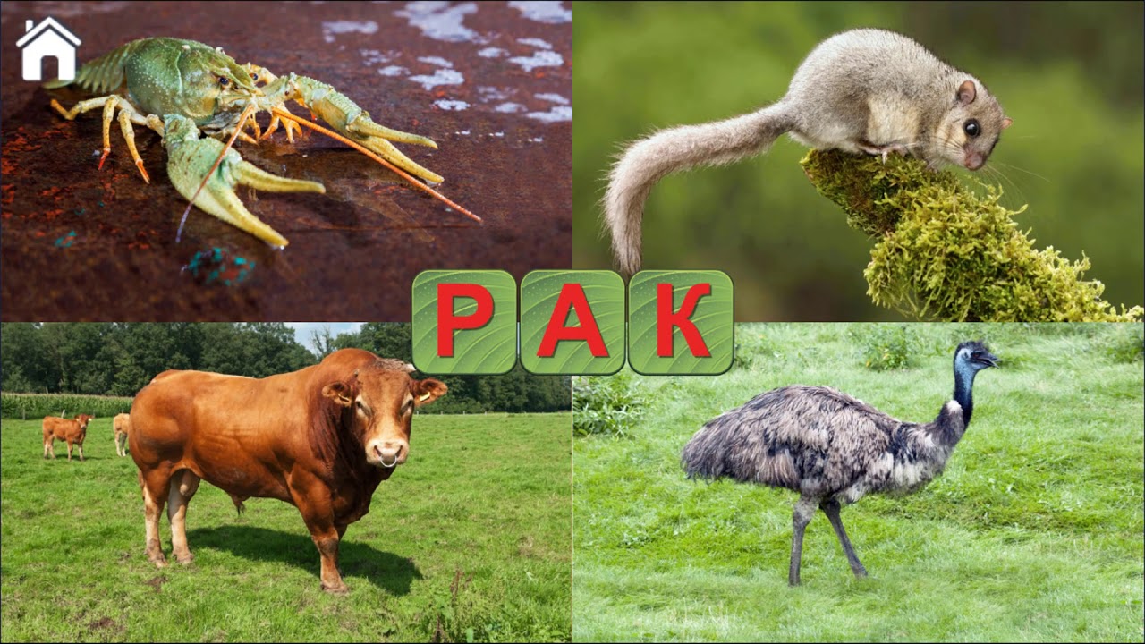 Учимся Читать, Спасаем Зверей. Учим буквы, азбука карточки с картинками