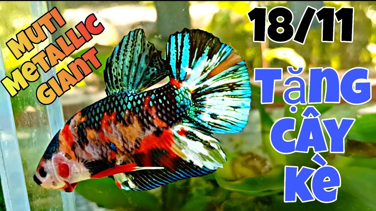 Đợt cá Betta GIANT Mới Nhất 18/11 | Trống + Mái đầy đủ - Muticorlor, Metallic, Galaxy...🇻🇳✈️ 🌎