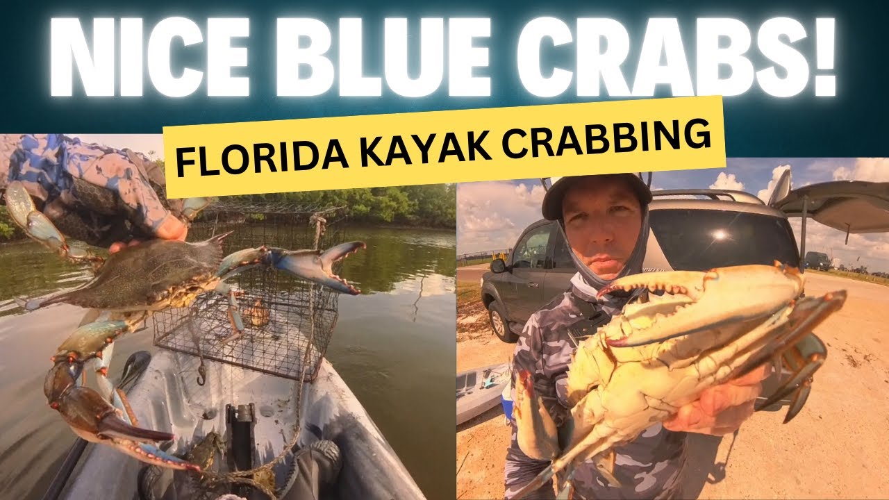 BLUE CRABS in TAMPA BAY! Kayak Crabbing #crabbing #kayakfishing #bluecrab #fyp #fishing #outdoors