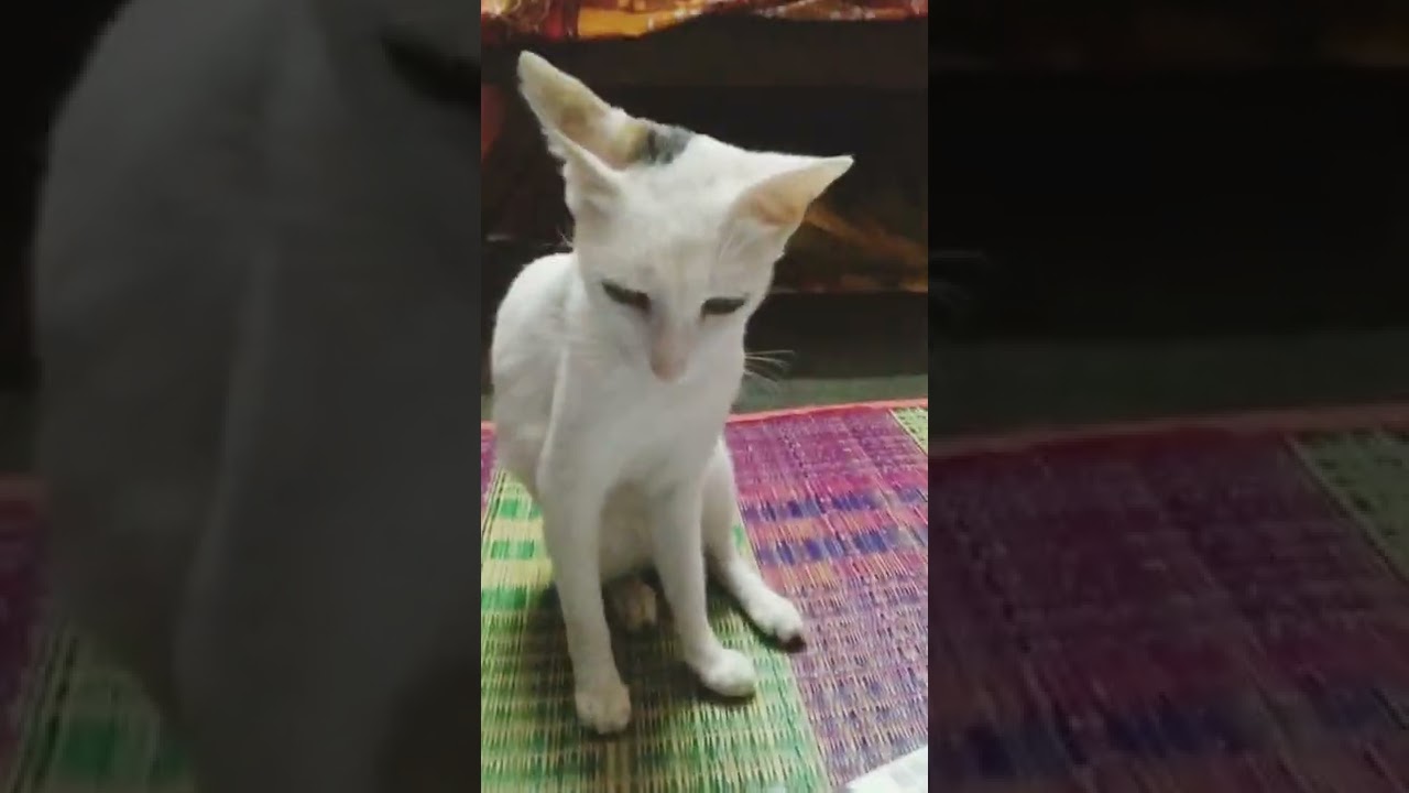 velakkari authorities😅 Fun video🎥 😜😝😂