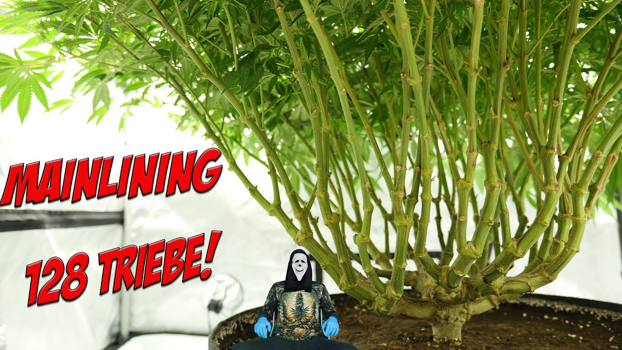 🌱 MAINLINING Cannabis 🌱 beste Technik f&uuml;r maximalen Ertrag?!🥦 Mein Weg zur gr&ouml;&szlig;ten indoor Pflanze 💚