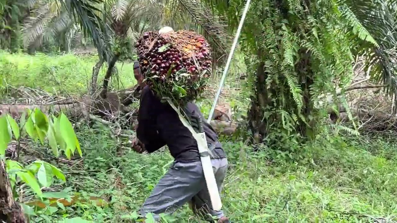 Panen sawit pokok sedang di kebun sawit yang kurang terawat