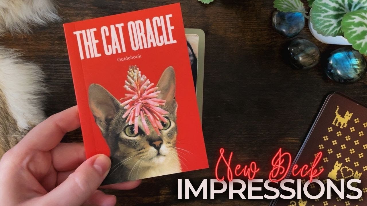 Will This New Cat Deck Make The Cut? | The Cat Oracle