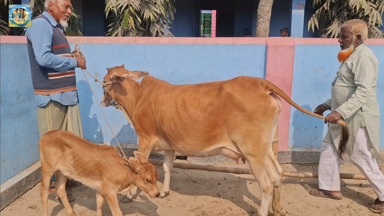 @ আজ 10 February 2026|| খোচাবাড়ী হাটে দেশাল জাতের দুধের গাভী বাছুর সহ দাম||