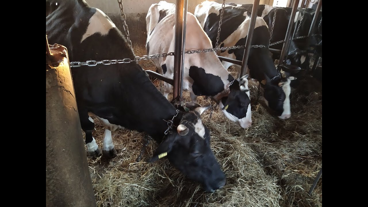 Codzienne obowiązki 2020/ cz.2 prace przy bydle mlecznym