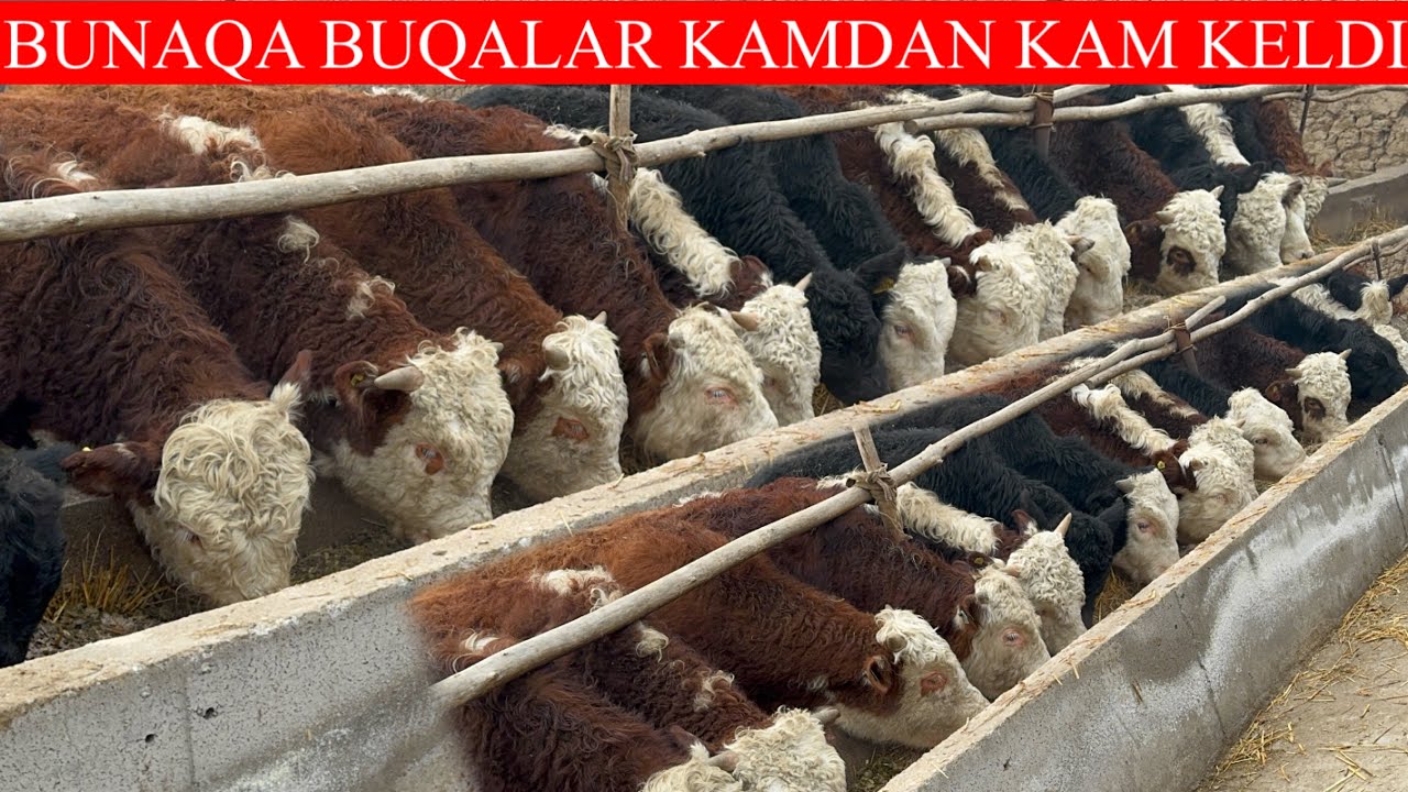 BUNAQA BUQALAR🐂🔥KAMDAN KAM KELDI 😲
