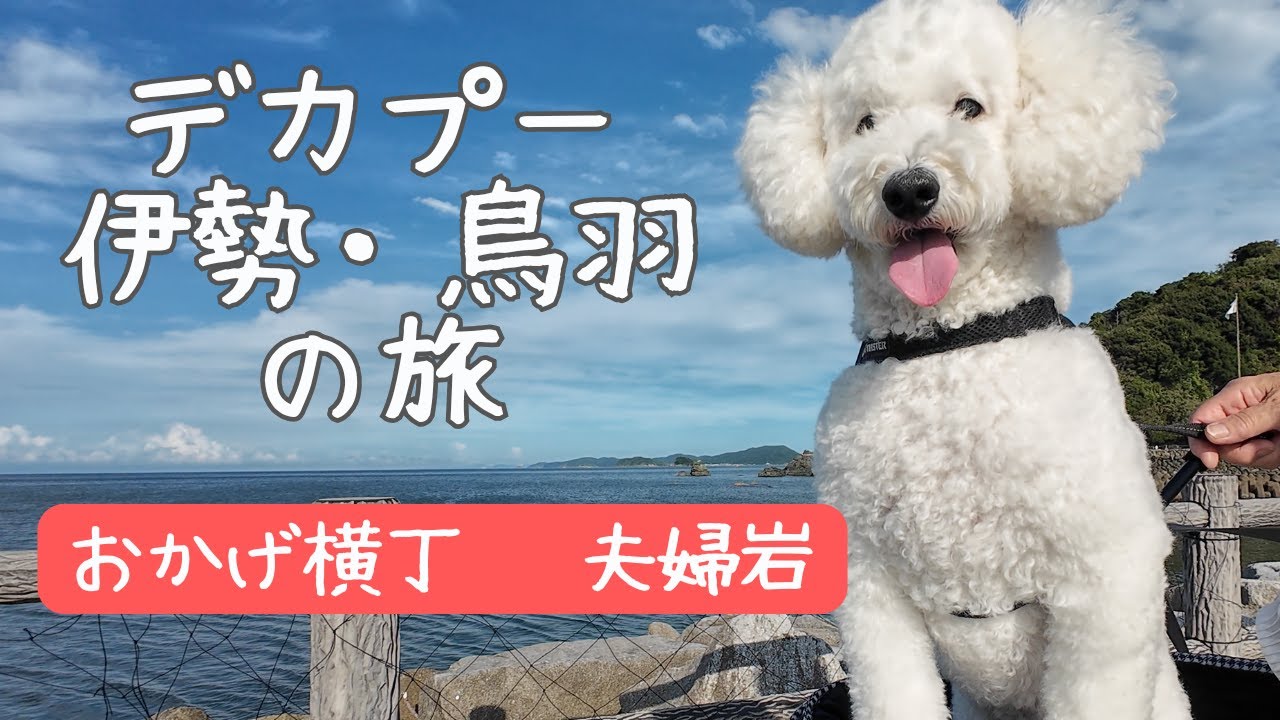 トイプードルと伊勢・鳥羽の旅【前編】伊勢神宮　おかげ横丁　夫婦岩